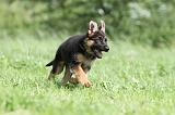 BERGER ALLEMAND 815